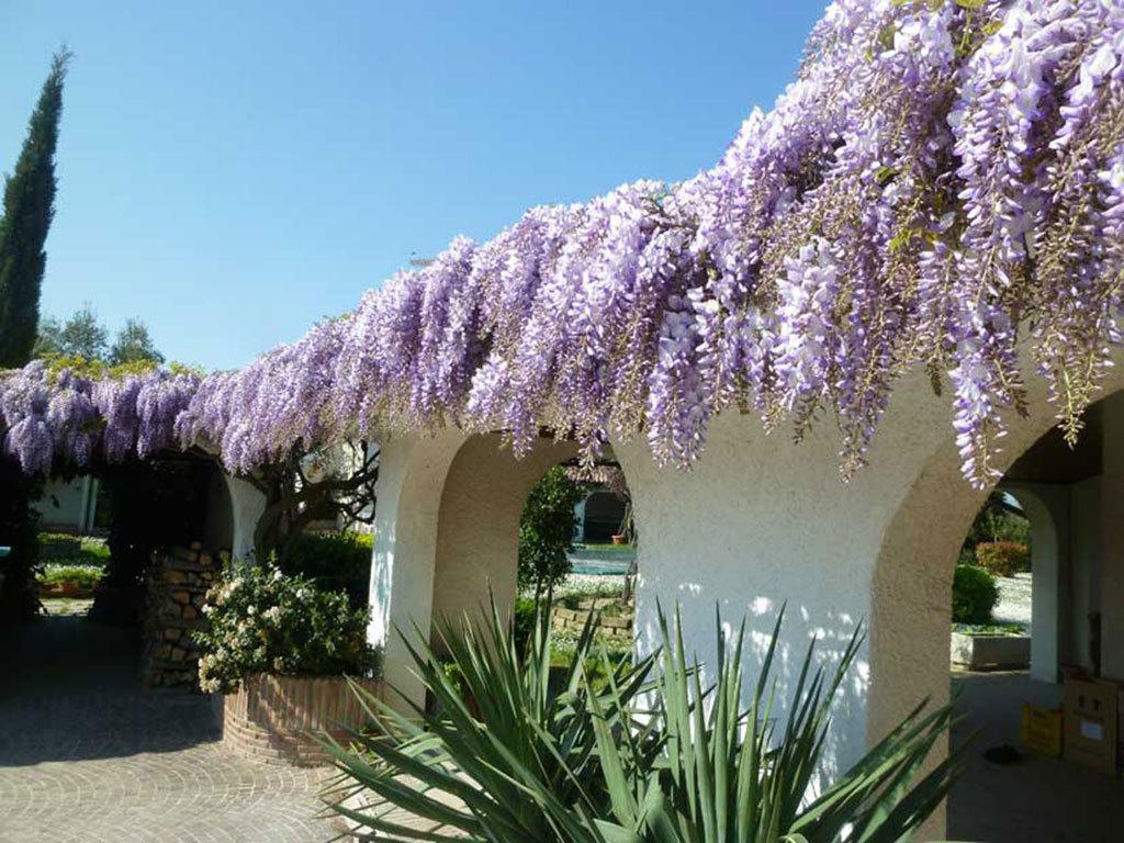 Villa Dolcevita San Costanzo Εξωτερικό φωτογραφία